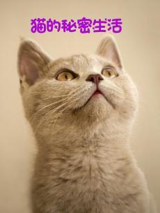 猫的秘密生活